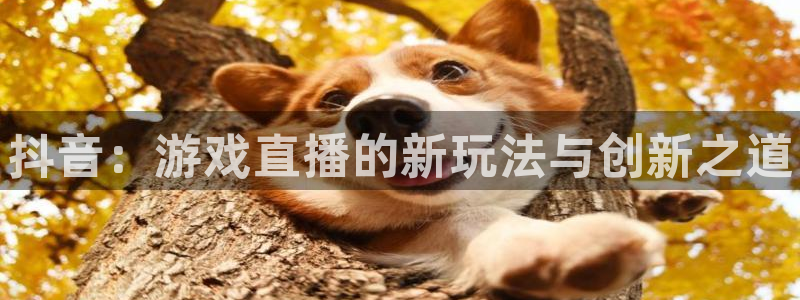 新城平台开户