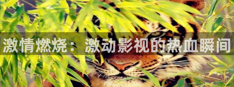 三米影视app：激情燃烧：激动影视的热血瞬间